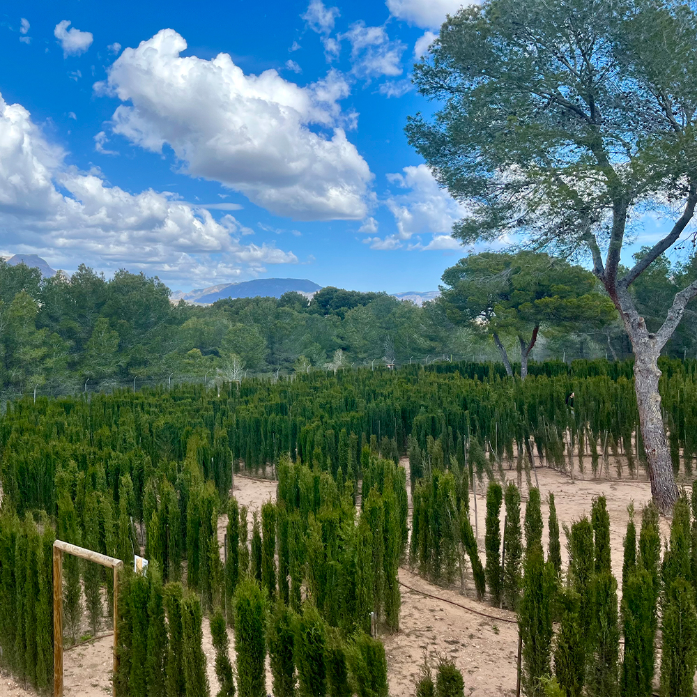 mazelandlaberinto